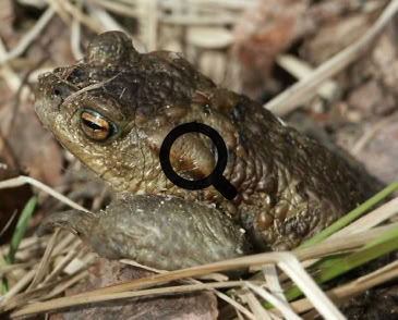 2005_05_08 Rupikonna (Bufo bufo)