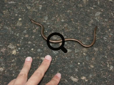 2005_07_29 Vaskitsa (Anguis fragilis)