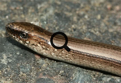 2005_07_29 Vaskitsa (Anguis fragilis)