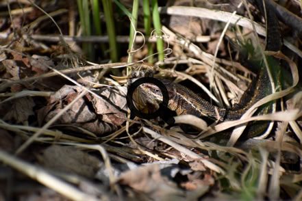 2023_06_11 Sisilisko (Lacerta vivipara)