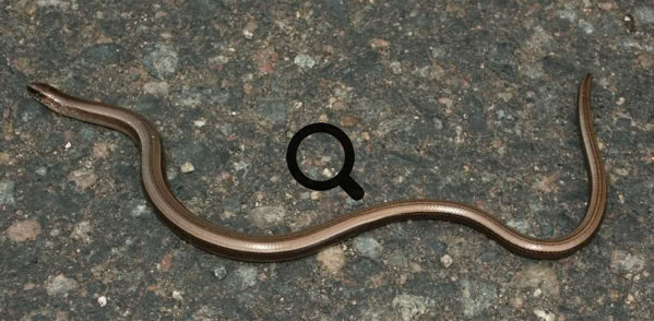 2005_07_29 Vaskitsa (Anguis fragilis)