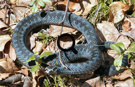 2005_05_08 Kyy (Vipera berus)